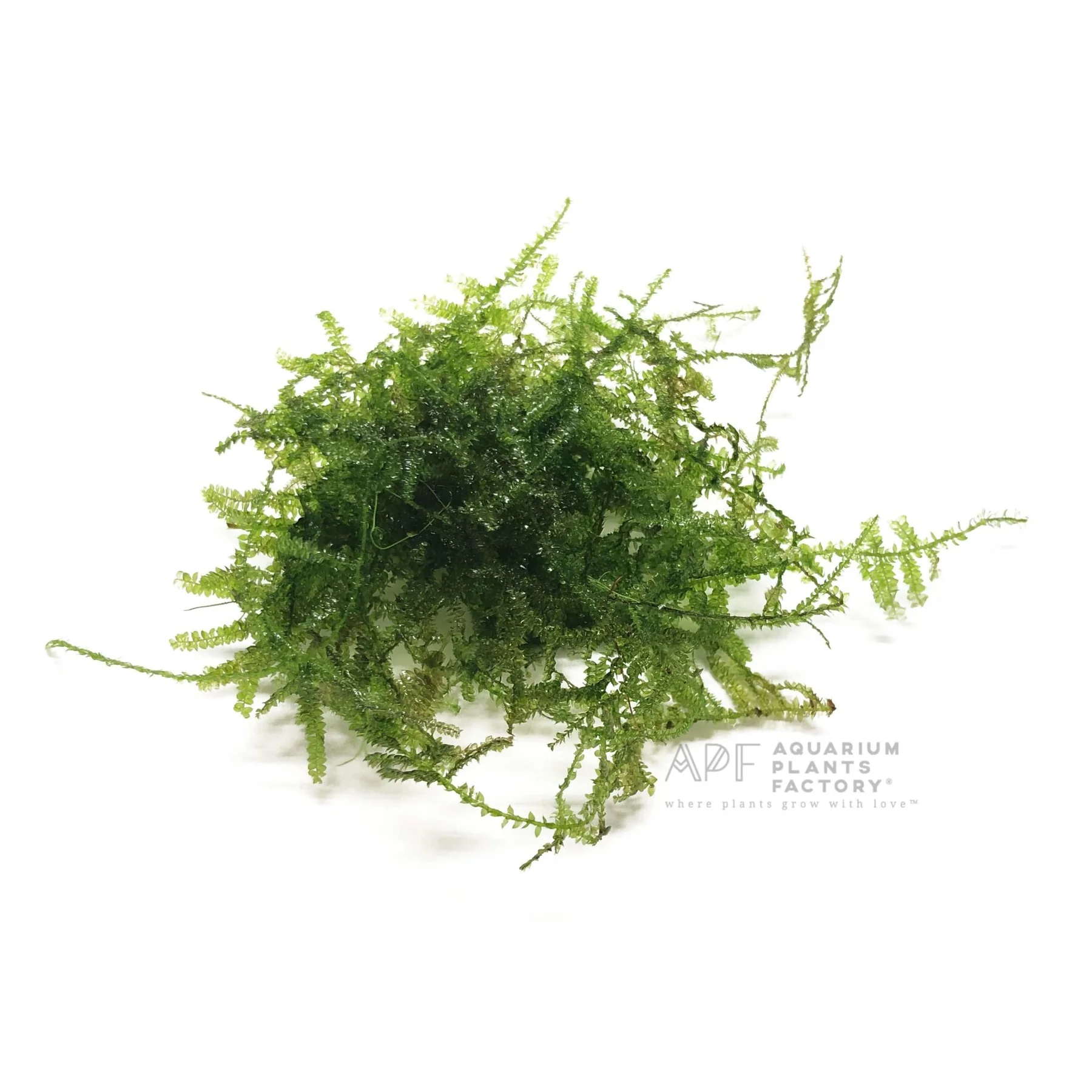 گیاه آبزی آکواریوم پلنت خزه کریسمس Christmas Moss