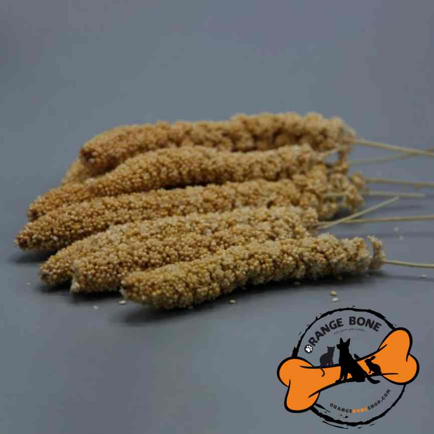 ارزن خوشه ای (بزرگ)
