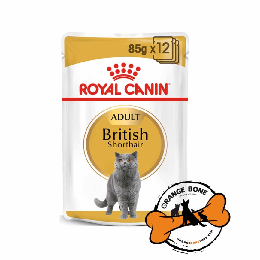 پوچ گربه بریتیش رویال کنین (British shorthair Royal Canin)