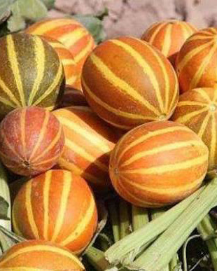 خربزه دستنبو