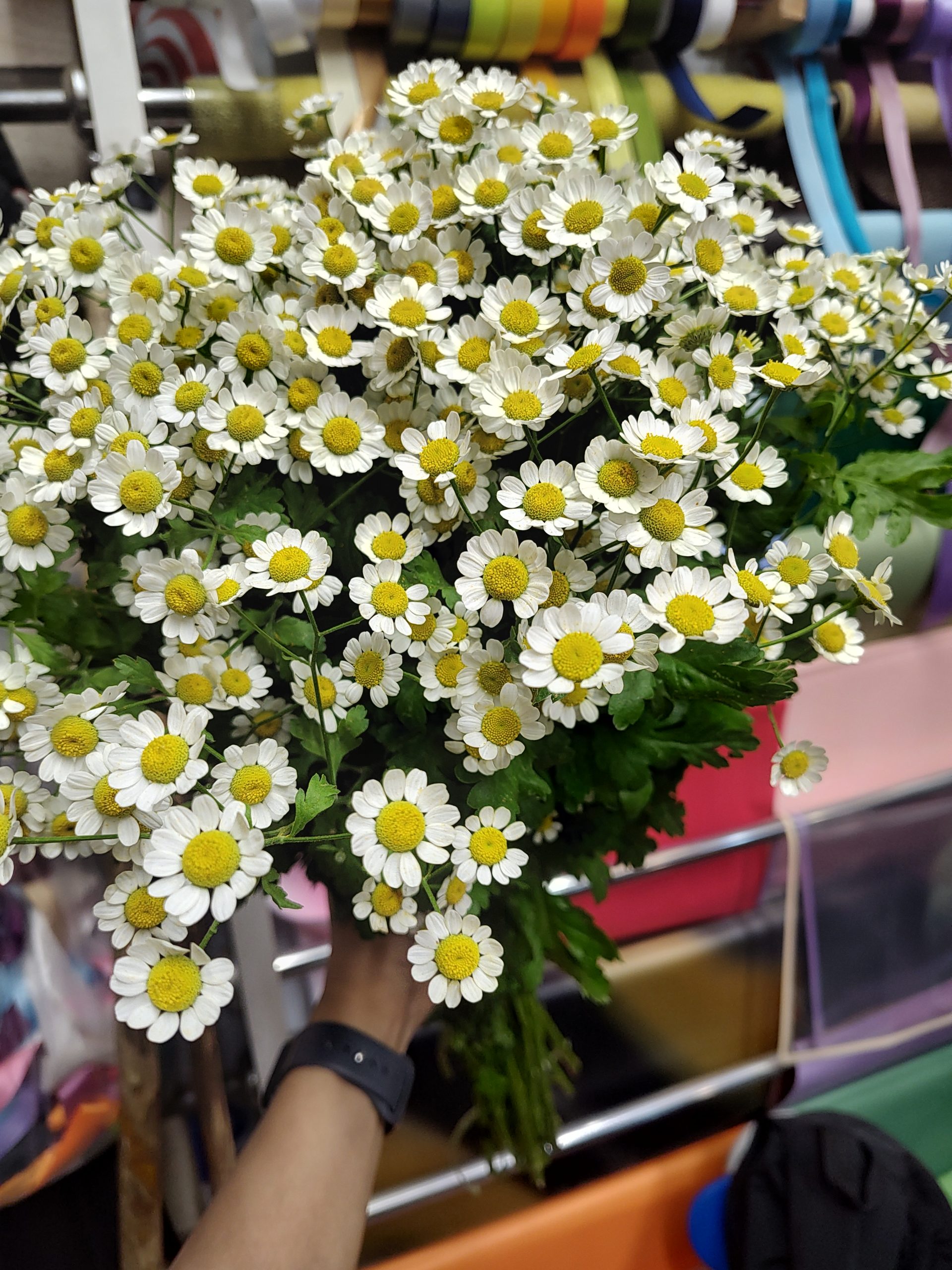 دسته گل بابونه قیمت روز
