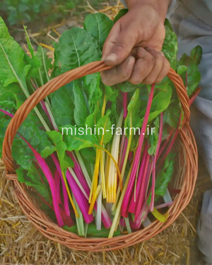 سوئیس چارد رنگی