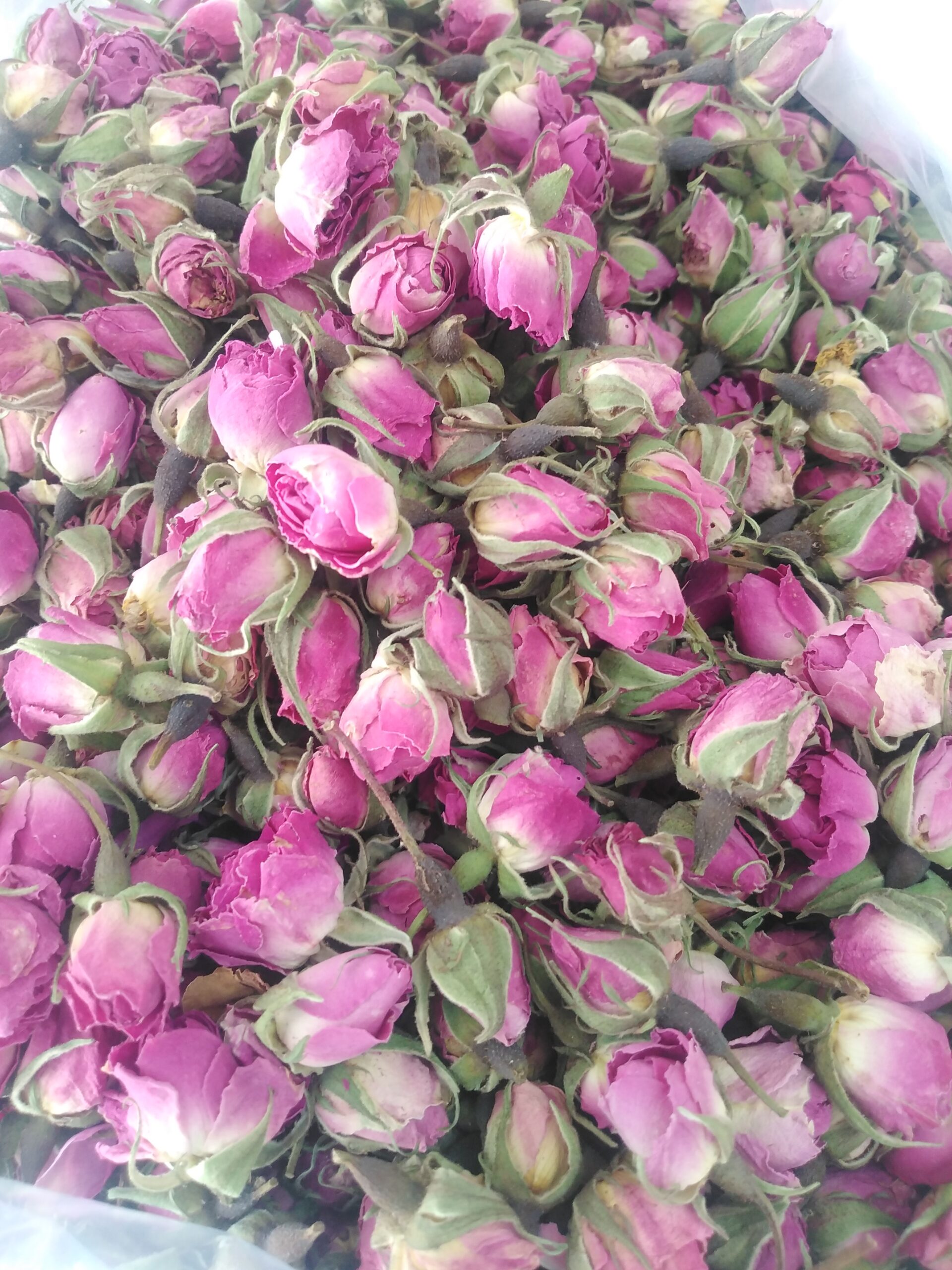 غنچه گل محمدی تازه امسالی