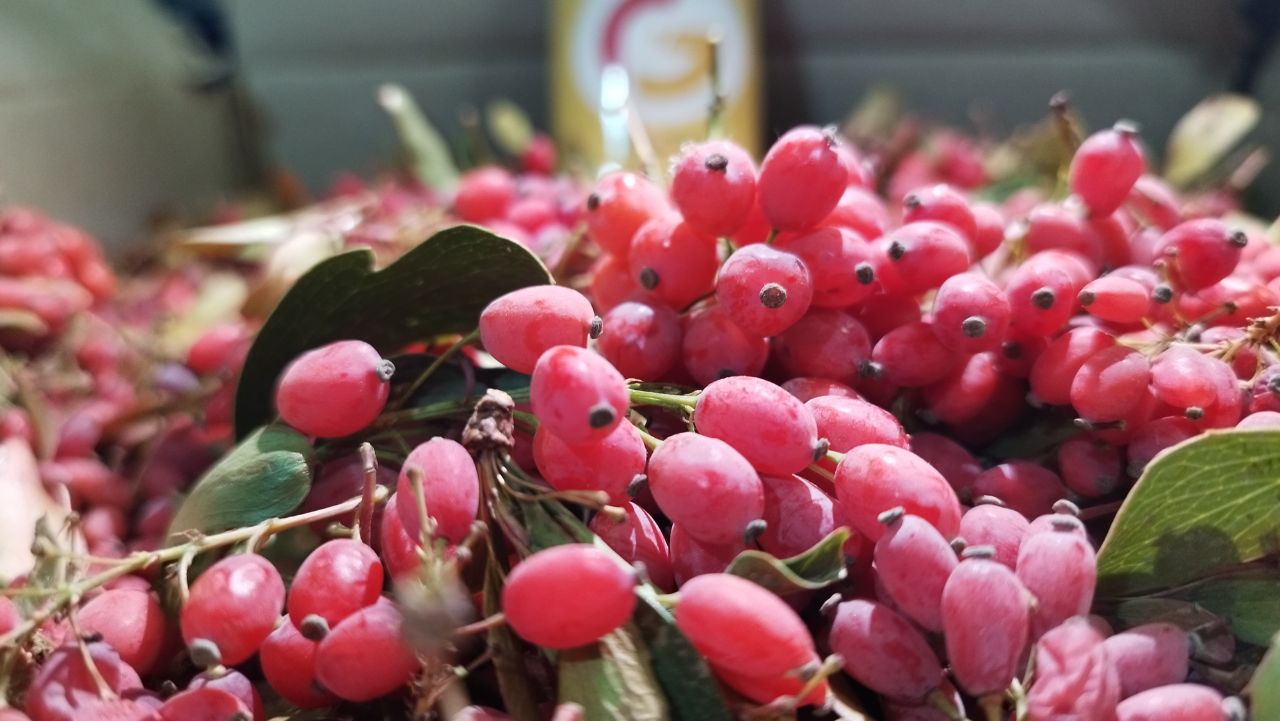 زرشک تازه خوشه - 50 کیلو