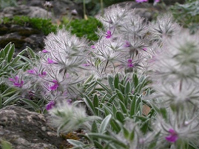چای کوهی (بسته100گرمی)