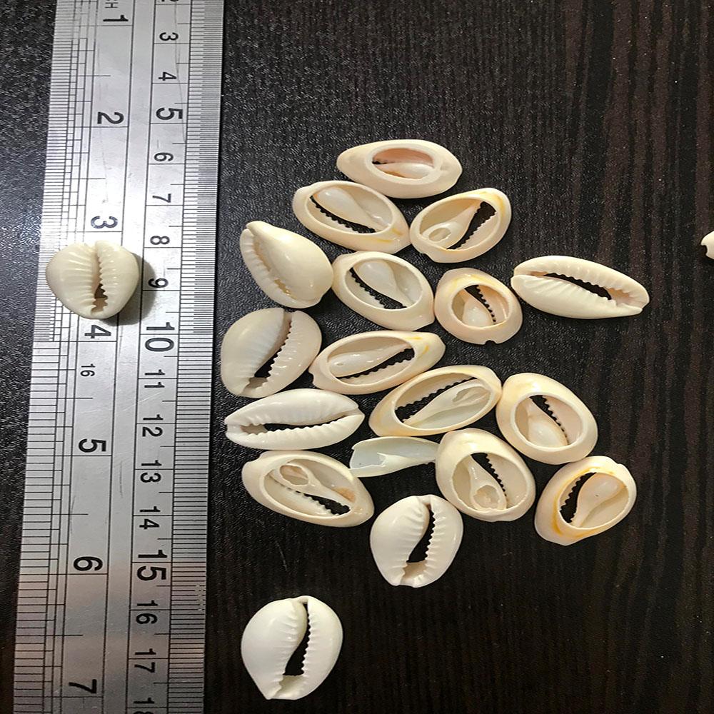 صدف طبيعی (بسته 10 عددی)