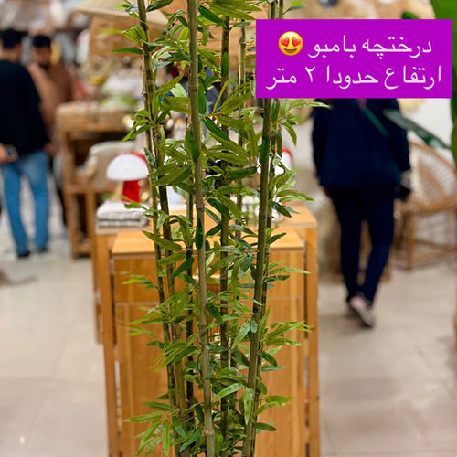 بامبو گلدانی