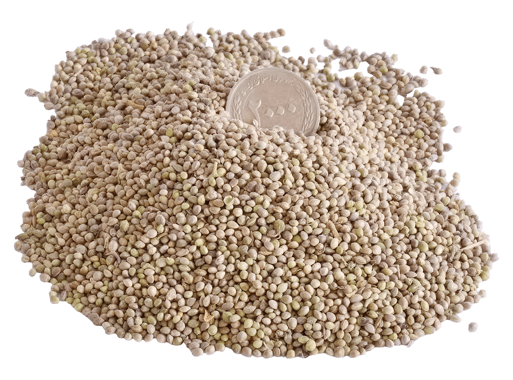 شاهدانه پک یک کیلویی