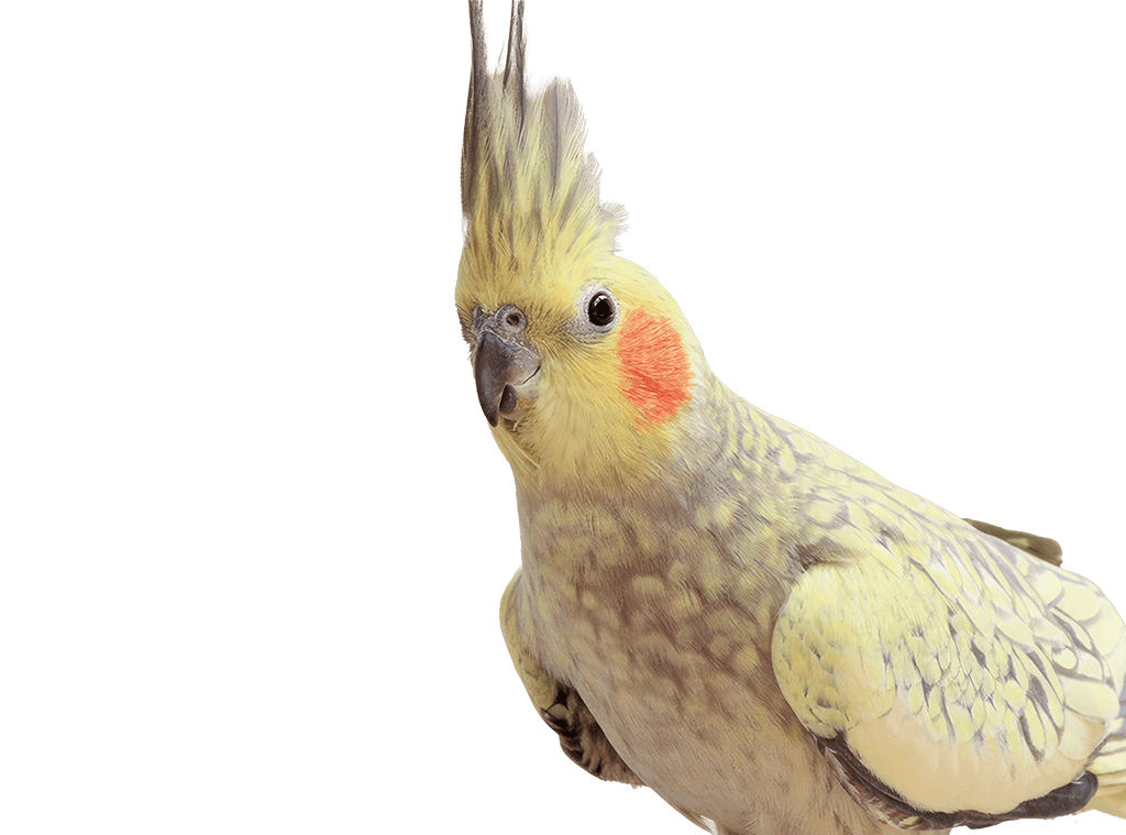 عروس هلندی نژاد گلباقالی