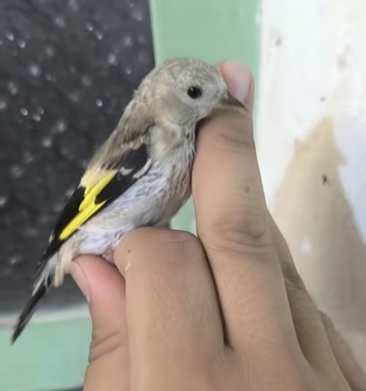 جوجه سهره ،کا بهزاد(موجود در فروشگاه)
