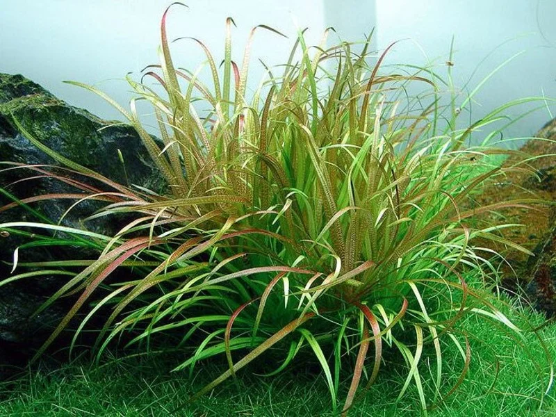 گیاه آبزی آکواریوم پلنت بلکسیا جاپونیکا Blyxa japonica