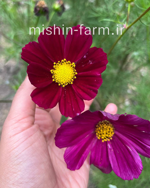 گل ستاره الوان