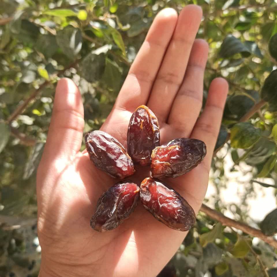 خرمای شهابی مجلسی بدون شیره