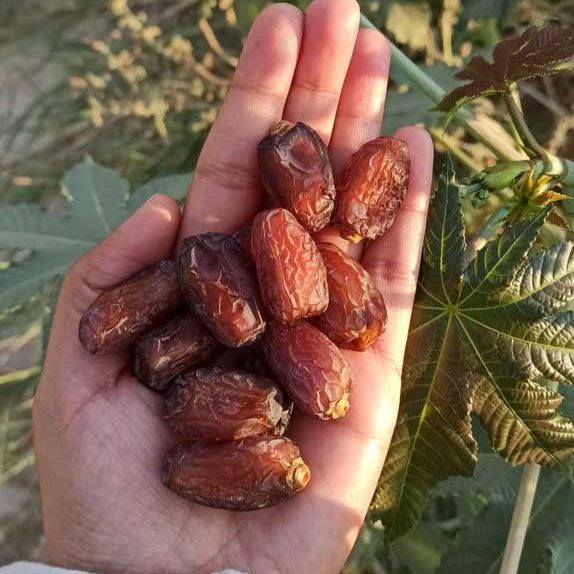 خرمای بریمی آجیلی_ 1000 گرمی
