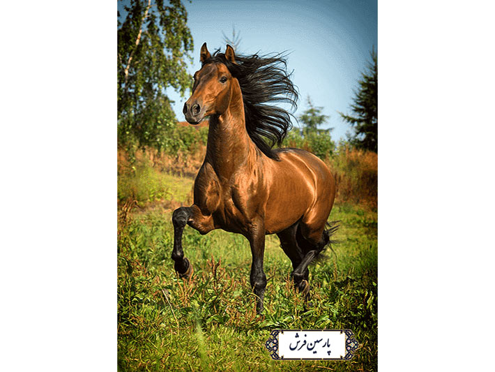 نخ و نقشه تابلو فرش طرح اسب با ابهت - کد NH3527