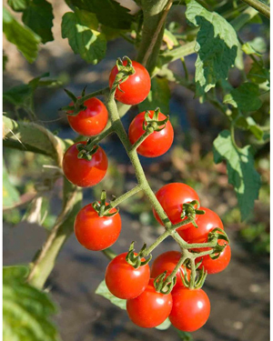 گوجه گیلاسی قرمز