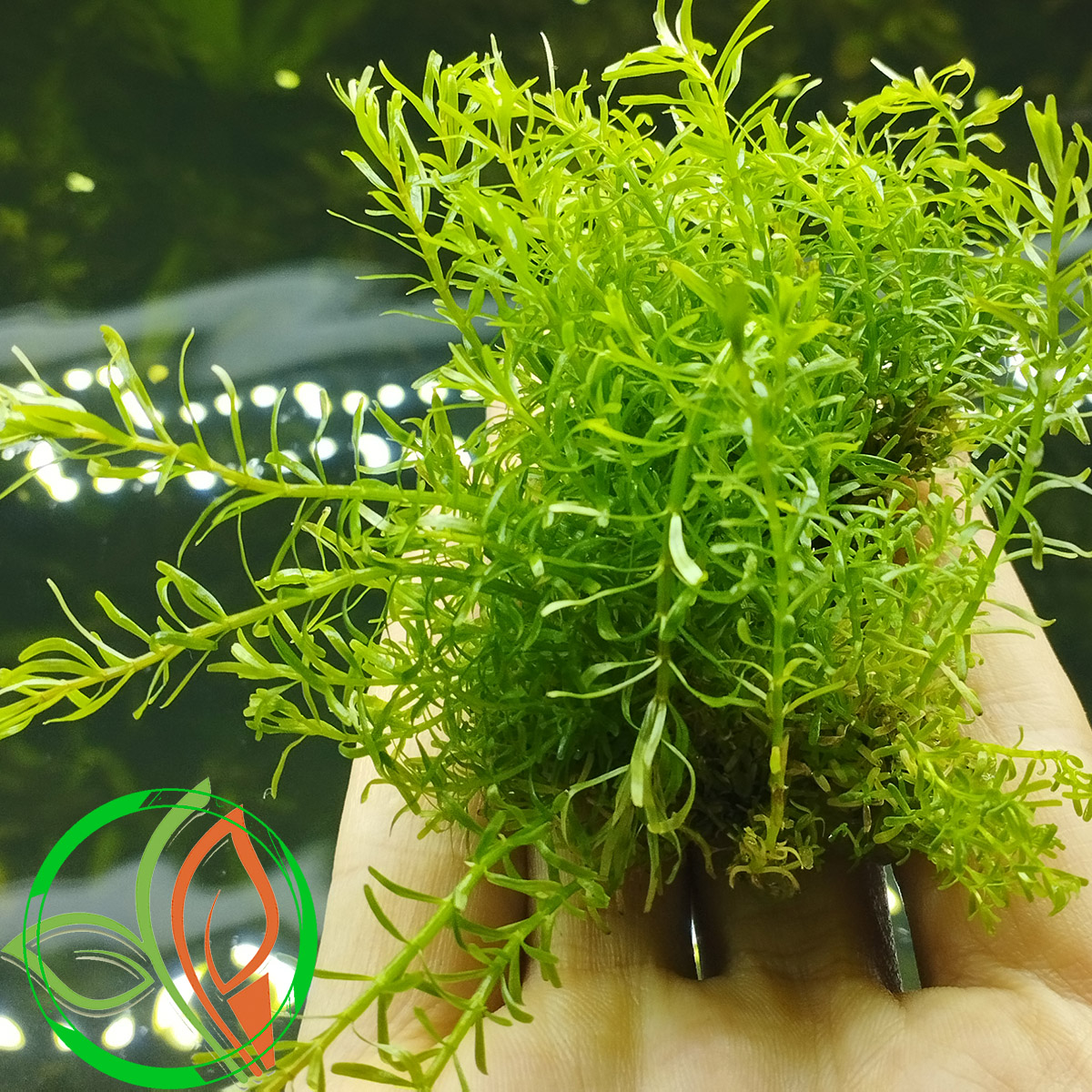 گیاه آبزی آکواریوم پلنت روتالا نان جنشان  Rotala sp.Nanjenshan Rotala (نیم پک کشت بافت)