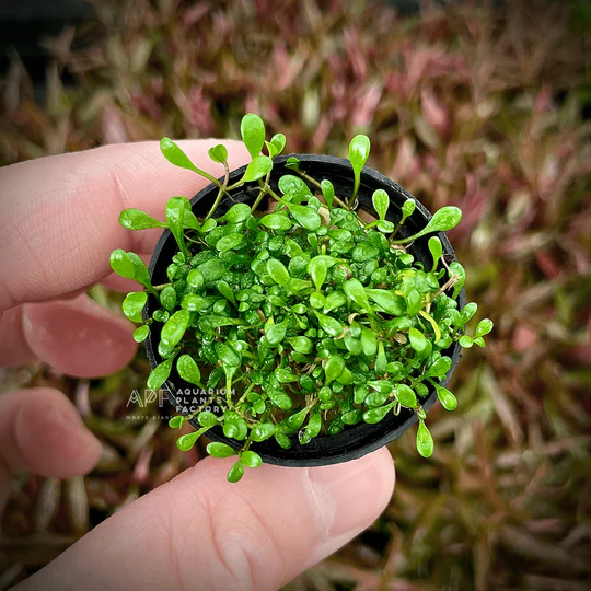 گیاه آبزی آکواریوم پلنت چمن گلوسو Glossostigma elatinoides