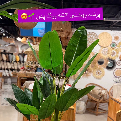 پرنده بهشتی ۲تنه پهن