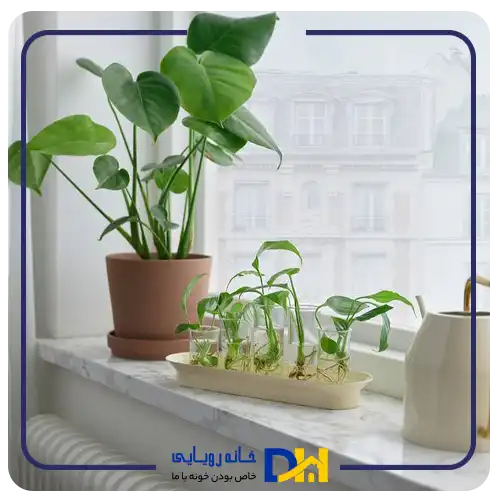 گلدان قایقی ایکیا VATTENKRASSE