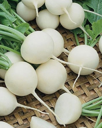 ترب گرد سفید