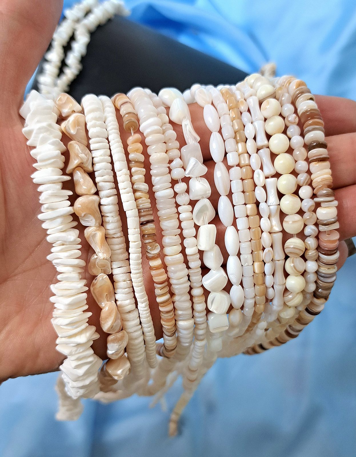 انواع صدف ریسه ای