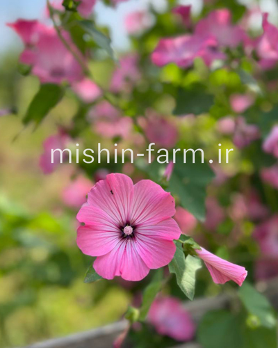 گل لاواترا (ختمی فصلی صورتی)