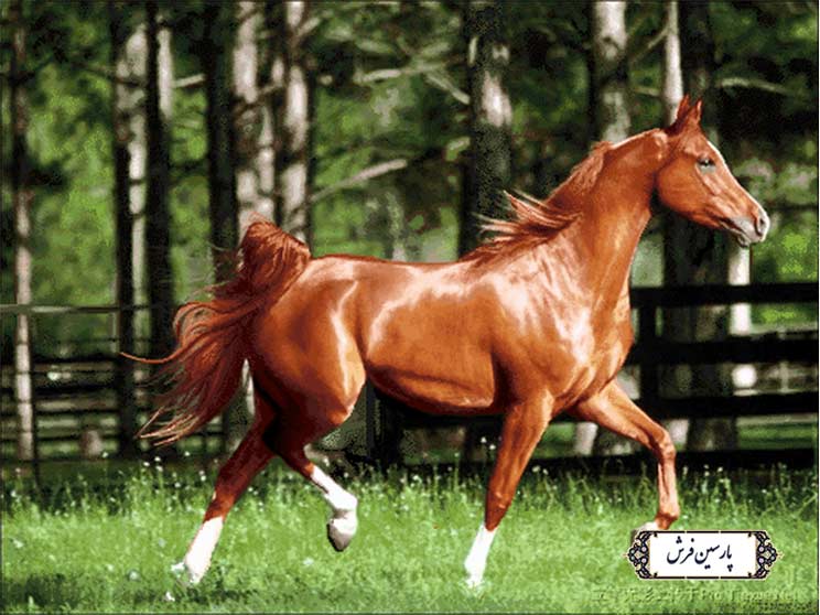 نخ و نقشه تابلو فرش طرح اسب با وقار - کد NH3535