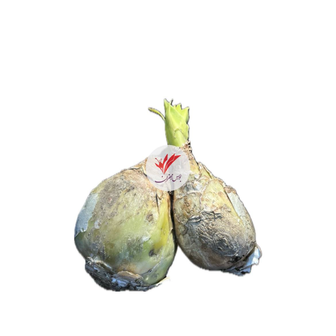پیاز عنصل