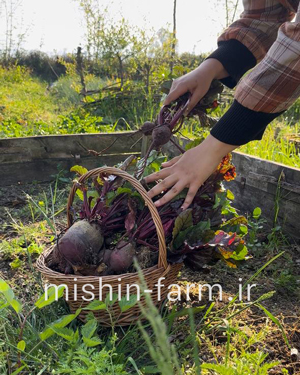 چغندر لبویی خارجی