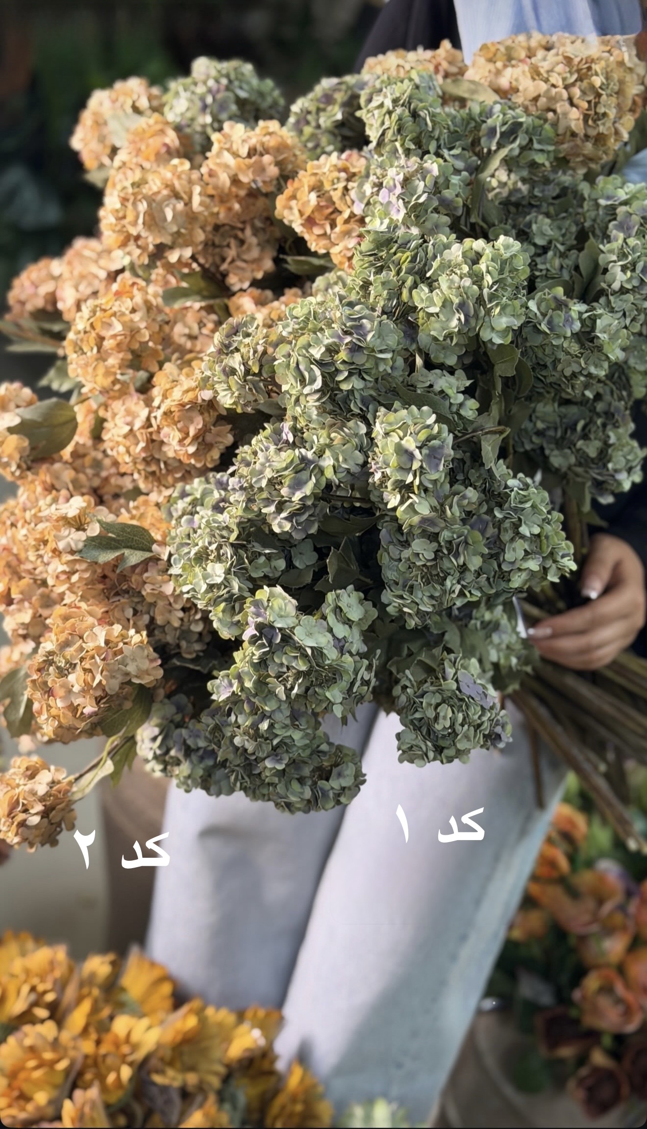 گل کاملیا