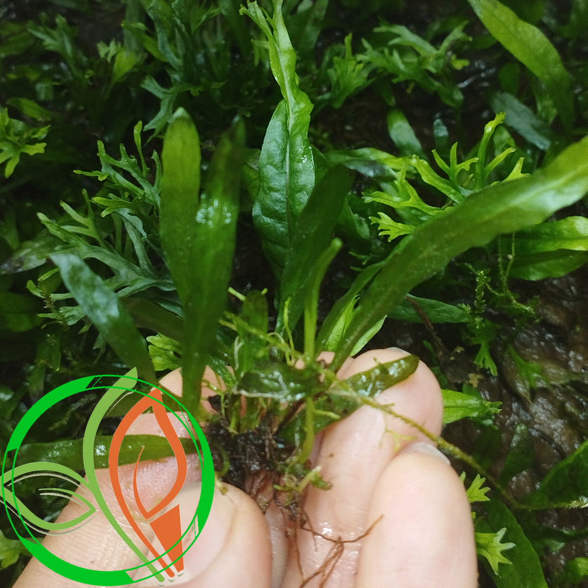 گیاه آبزی آکواریوم پلنت جاوا فرن ریز Java Fern Petite ( پک 5 برگی )