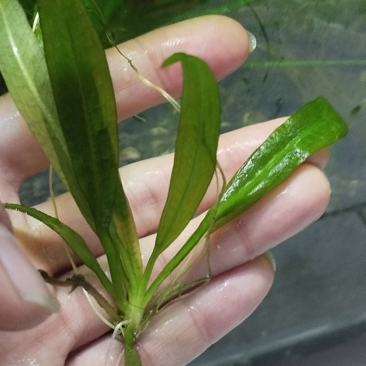 گیاه آبزی آکواریوم پلنت اچینودوروس شمشیر آمازون Echinodorus grisebachii 'Amazonicus'