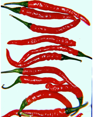 فلفل سوزنی تند