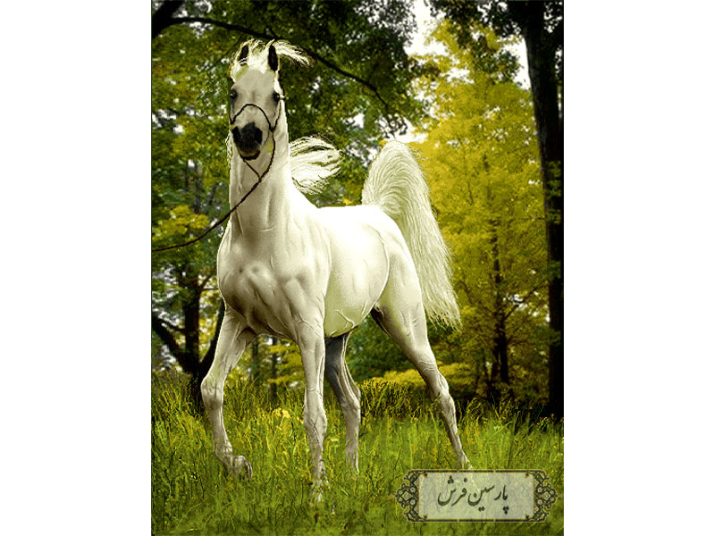 نخ و نقشه تابلو فرش طرح اسب سفید- کد NH3502