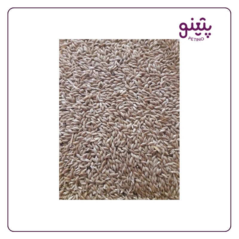 تخم کتان فله ای برای پرنده