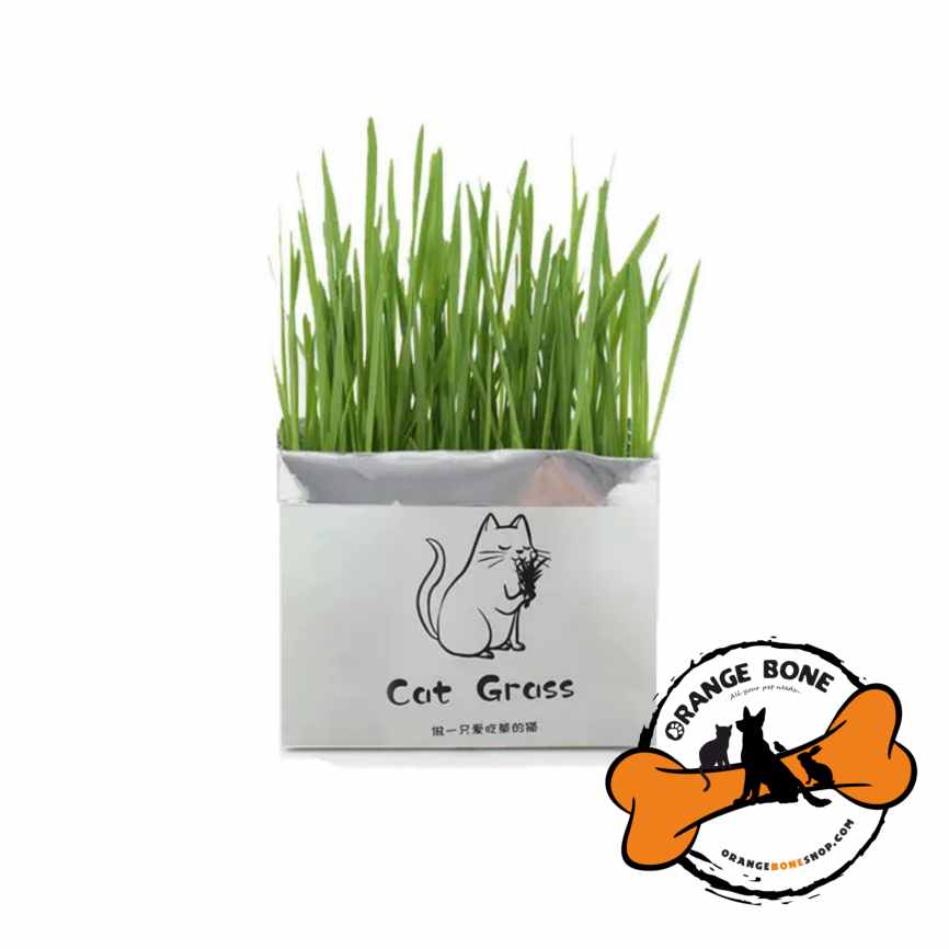 چمن گربه Cat Grass