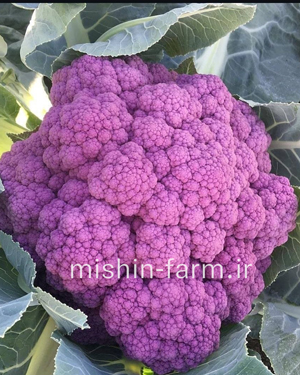 گل کلم بنفش