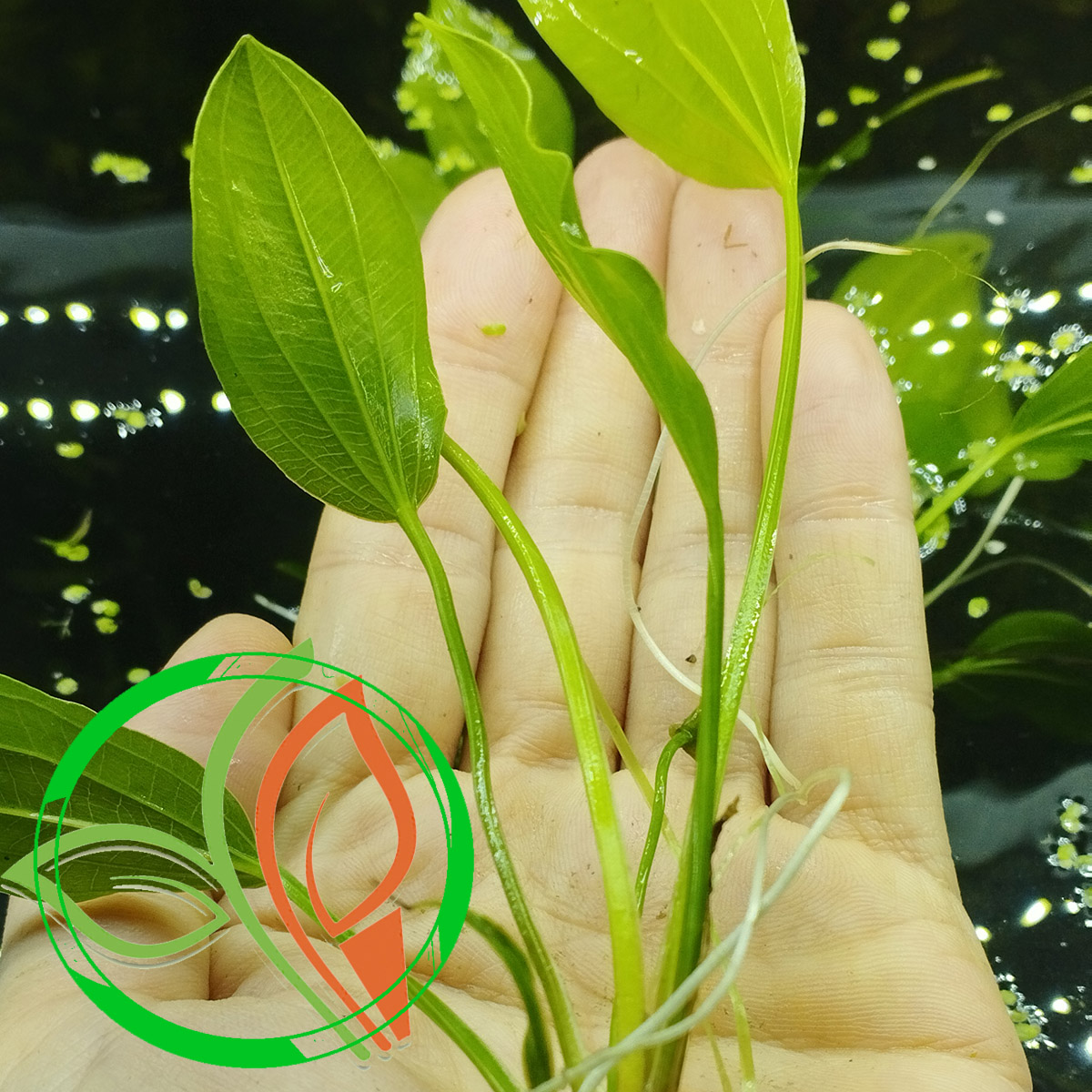 گیاه آبزی آکواریوم پلنت اچینودروس آرژانتین Echinodorus Argentinensis