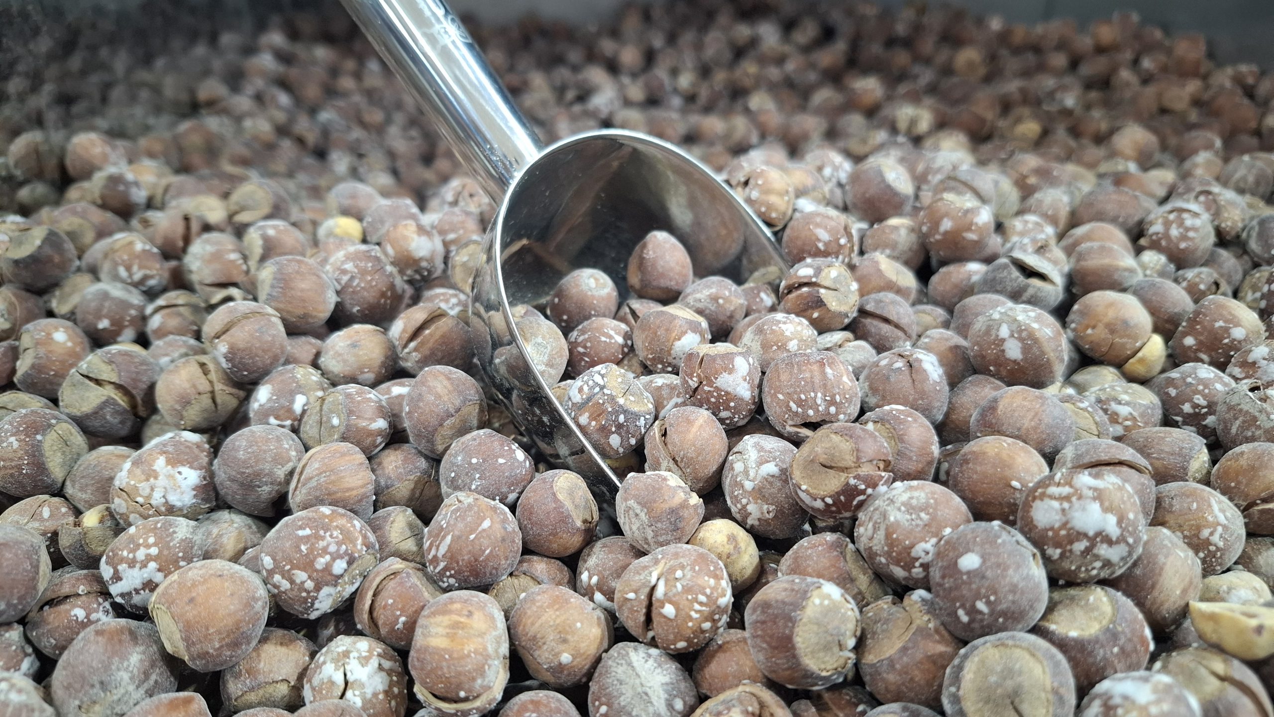 فندق تنوری