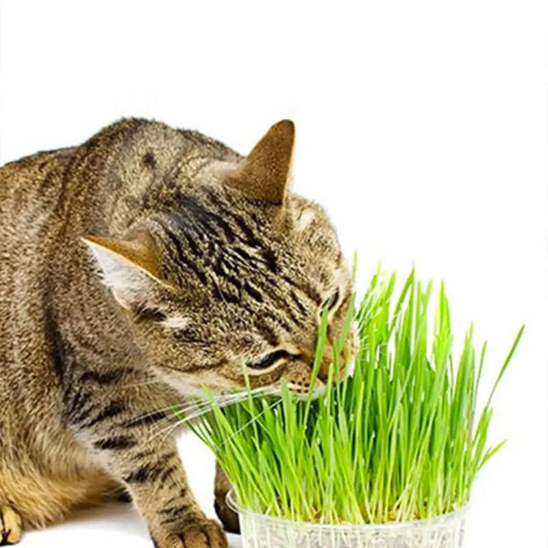 علف گربه (چمن گربه)؛ مدل Cat Grass کت گرس (100 گرم)