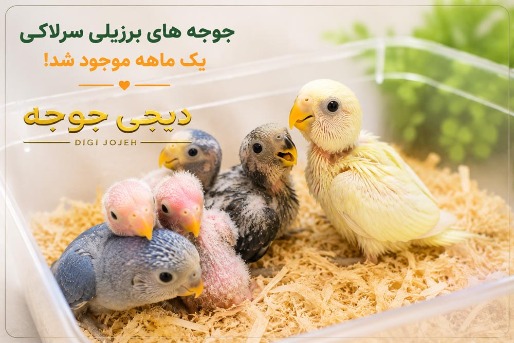 طوطی برزیلی - سفید