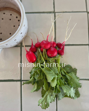 تربچه نقلی خارجی