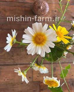 گل بابونه خوراکی