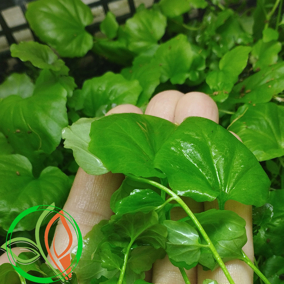 گیاه آبزی آکواریوم پلنت کاردامین لیراتا  Cardamine lyrata ( پک 5 شاخه)