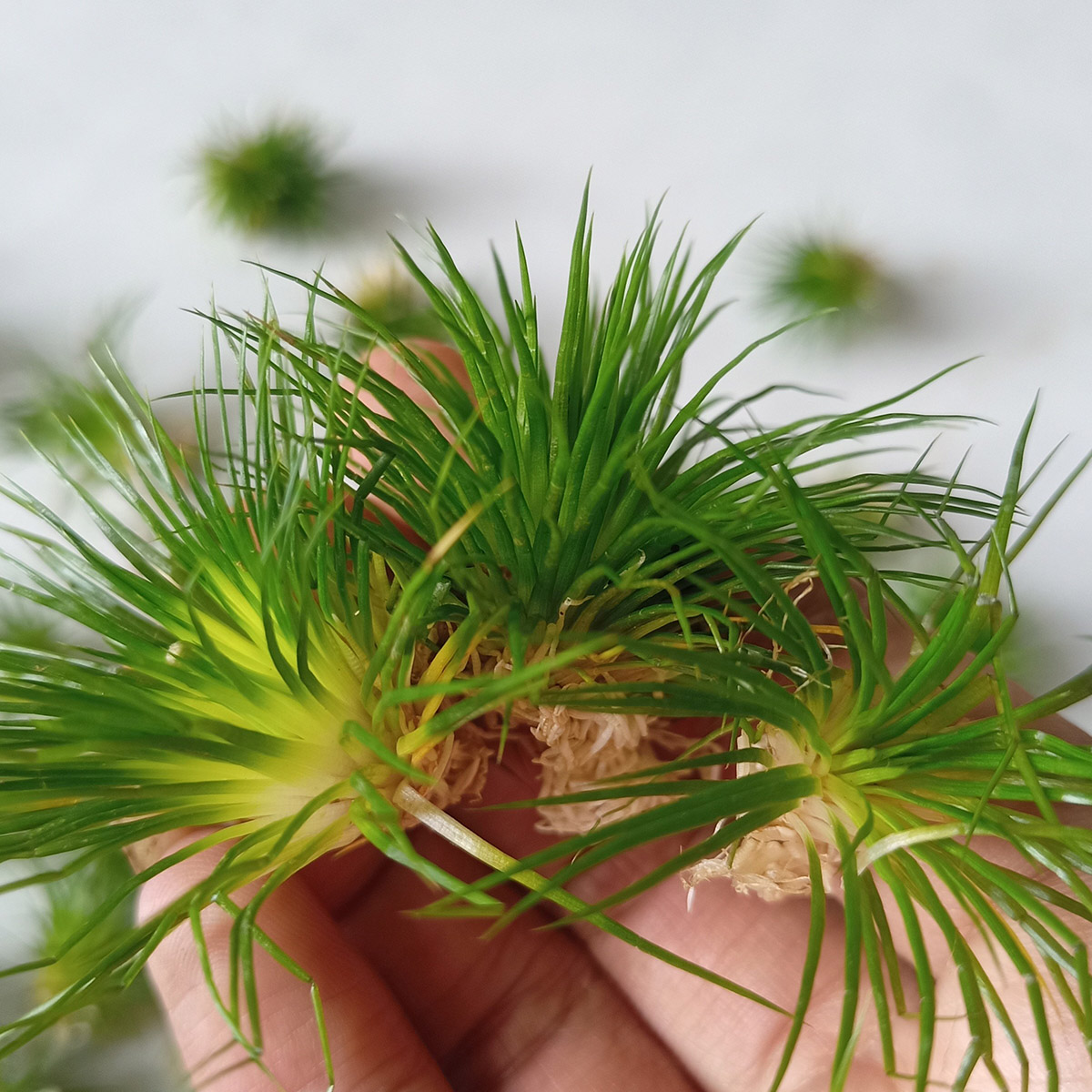 گیاه آبزی آکواریوم پلنت اریوکالن سینرویم Eriocaulon cinereumع به
