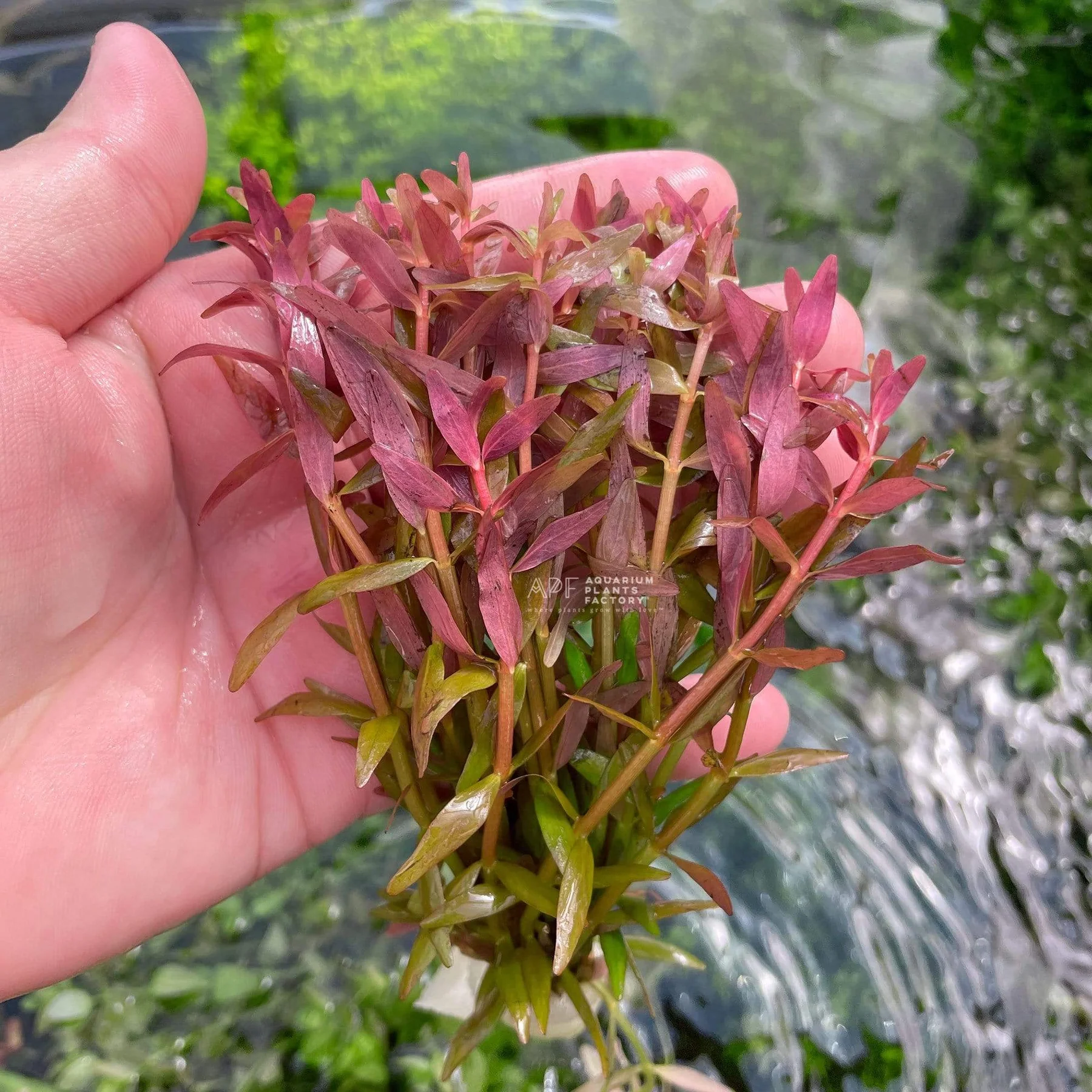 گیاه آبزی آکواریوم پلنت روتالا قرمز  Rotala rotundifolia "Colorata (پک 4 شاخه)
