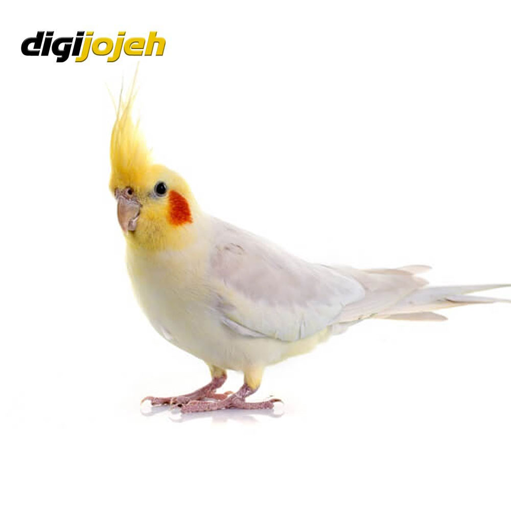 طوطی عروس هلندی