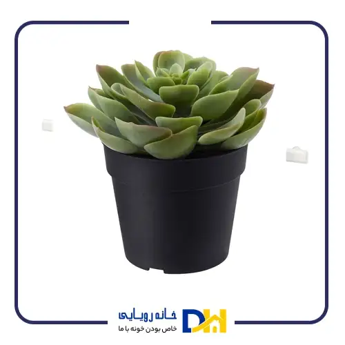 بوته گل مرداب ایکیا FEJKA