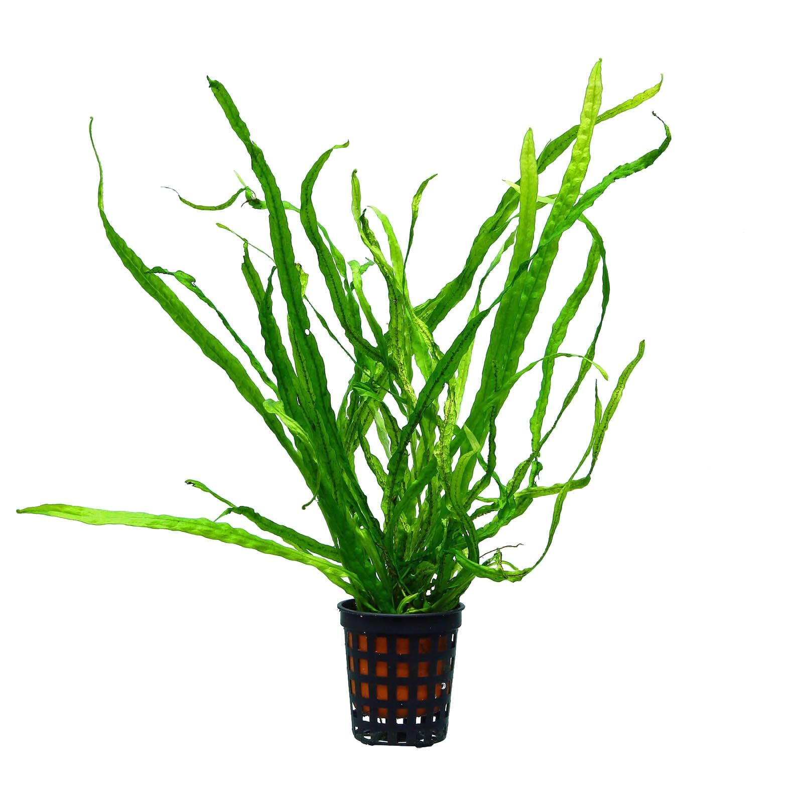 گیاه آبزی آکواریوم پلنت سرخس جاوا تایوان Microsorum pteropus "Taiwan Narrow"(پک 5 برگی)